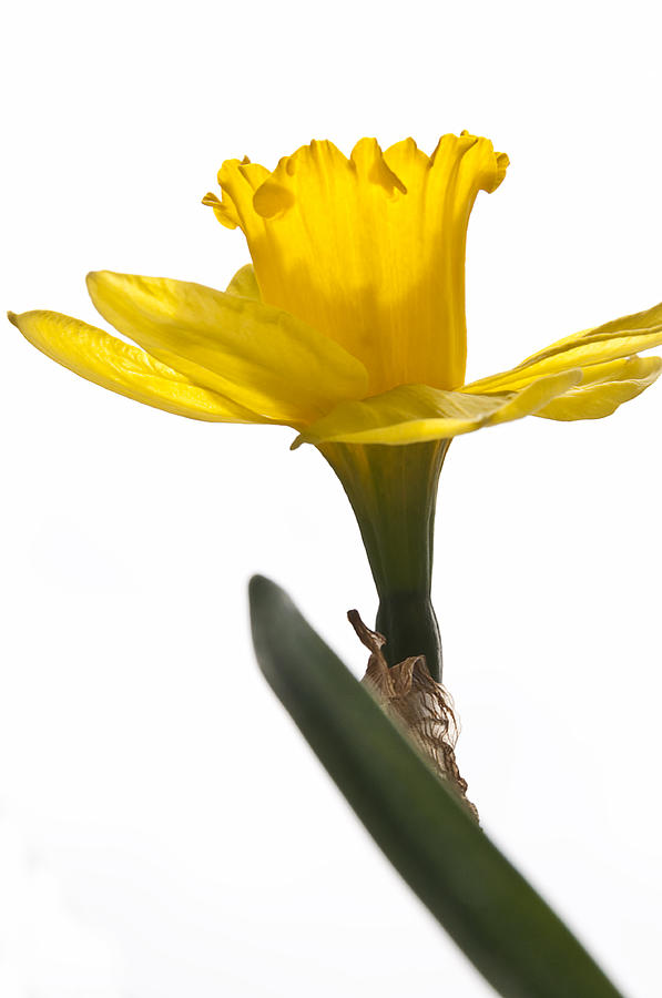 Single Daffodil Photograph by Celso Bressan