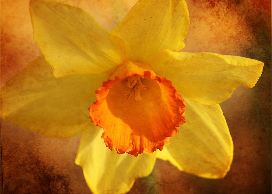 Single Daffodil Photograph by Karen Beasley