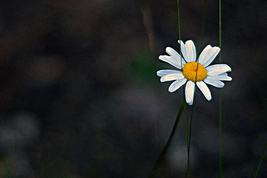 single-daisy-artwork-miss-dawn.jpg