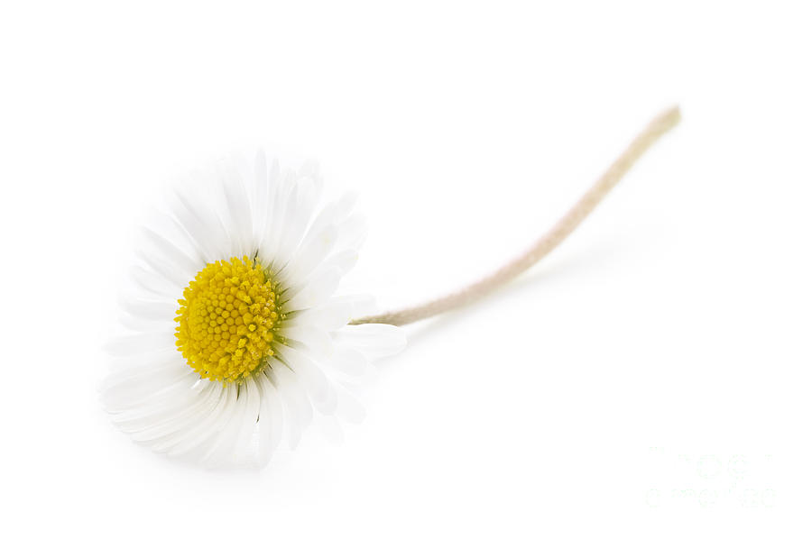 Single Daisy On A White Background Photograph by Lee Avison