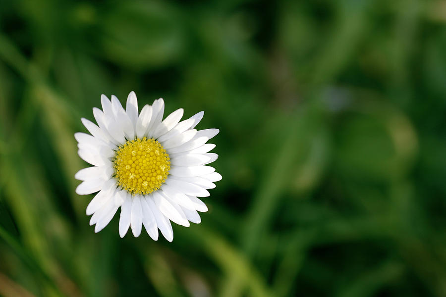 Single daisy with a green background Photograph by Steve Ball