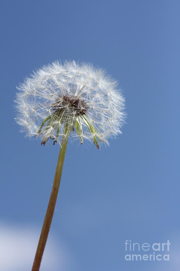 Dandelion Photograph - Single Dandelion by Rachel Duchesne Dandelion Photograph - Single Dandelion by Rachel Duchesne