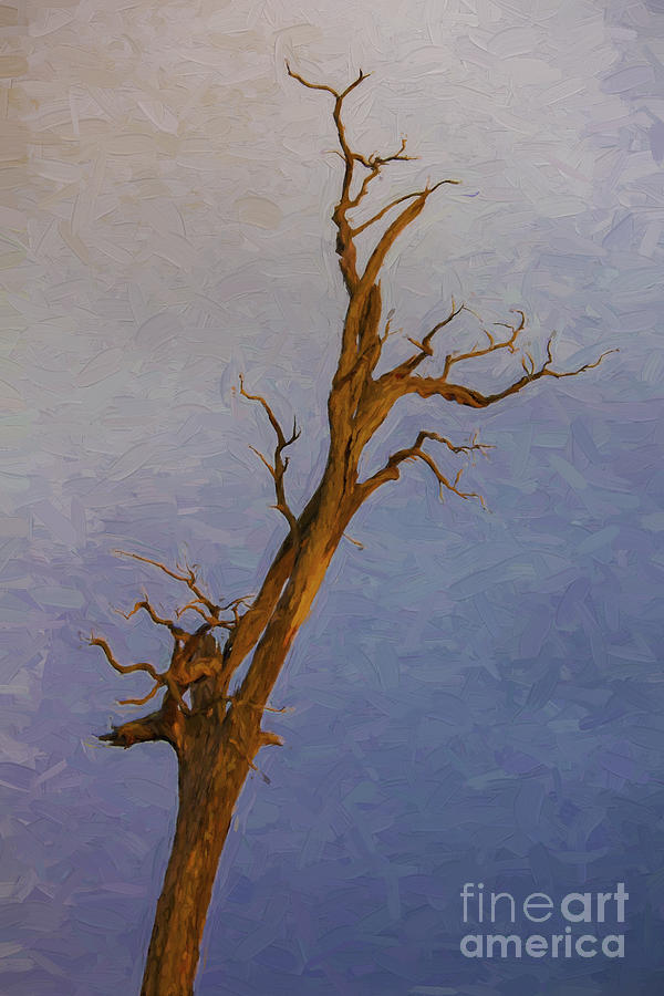 Dead turpentine tree Photograph by Sheila Smart Fine Art Photography
