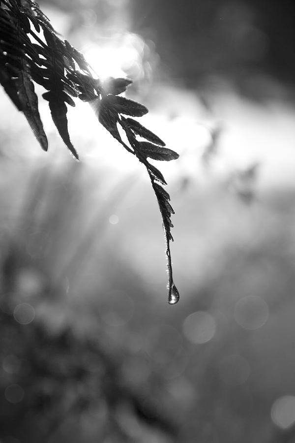 single drop BW Photograph by Lindsey Weimer