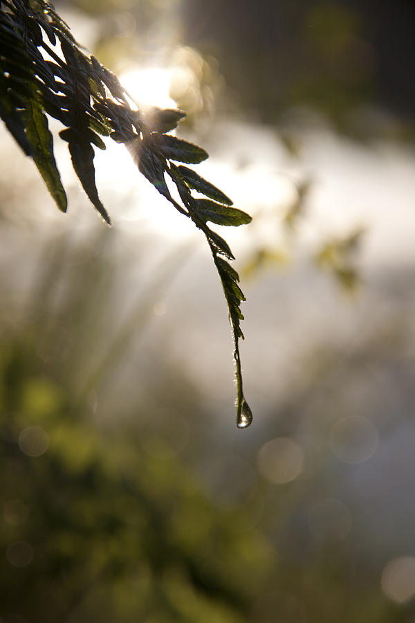 Single Drop Photograph by Lindsey Weimer