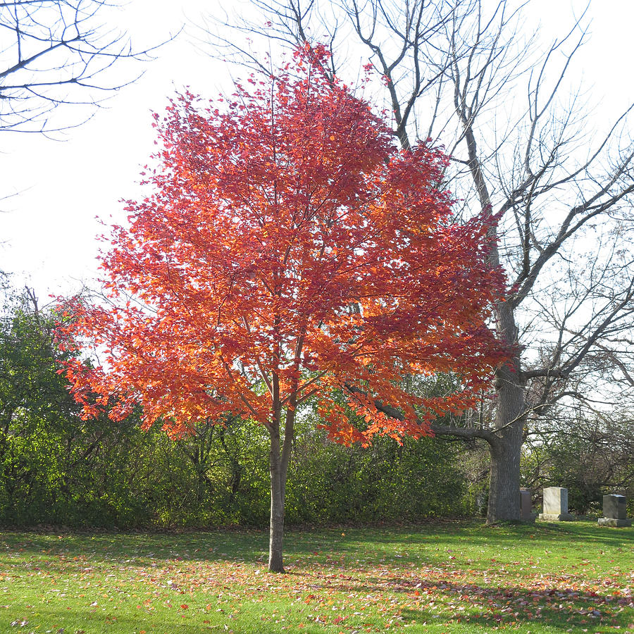 Single Fall Color Tree by the Cemetery at Dundas West Oakville Ontario ...