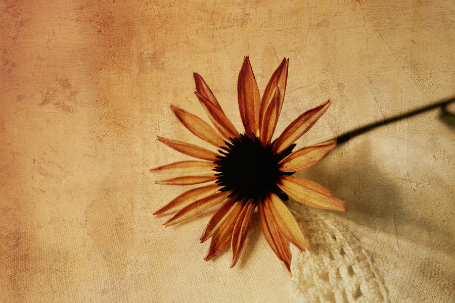 Single Flower Vintage Style  Photograph by Ann Powell