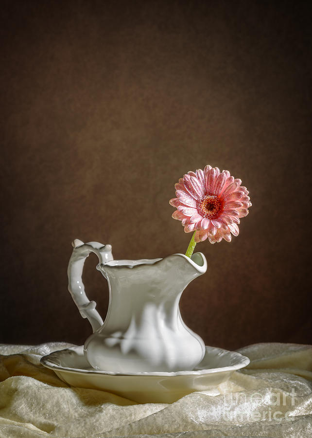 Still Life Photograph - Single Gerbera Flower by Amanda Elwell