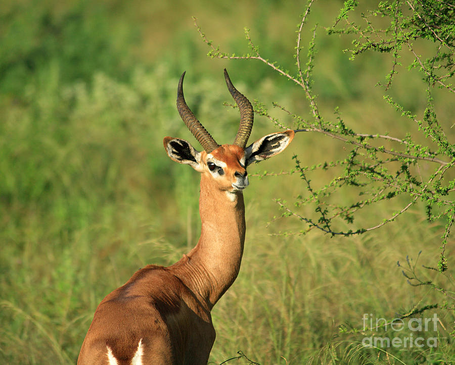 Tree Photograph - Single Grants Gazelle by Deborah Benbrook