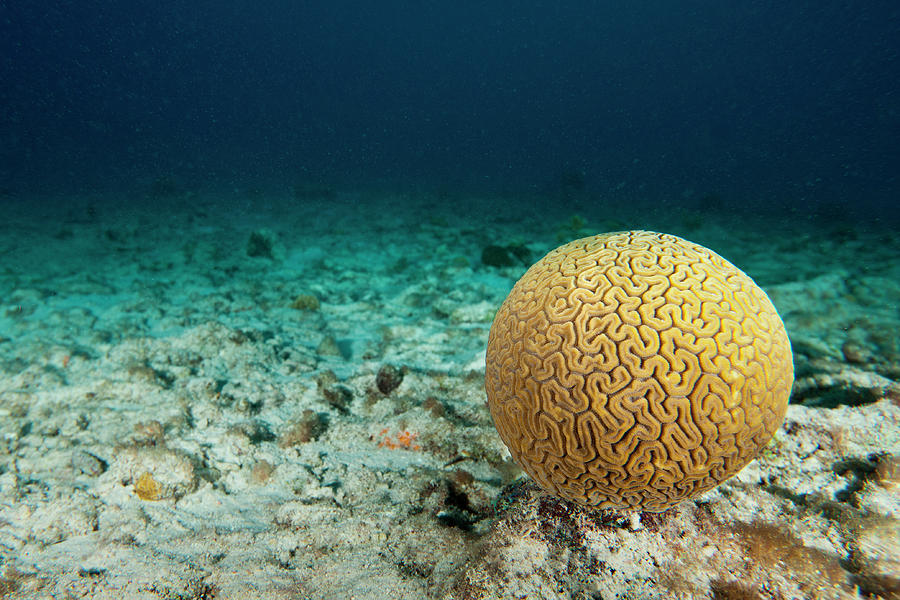 NATURAL BRAIN CORAL Choose the one you like