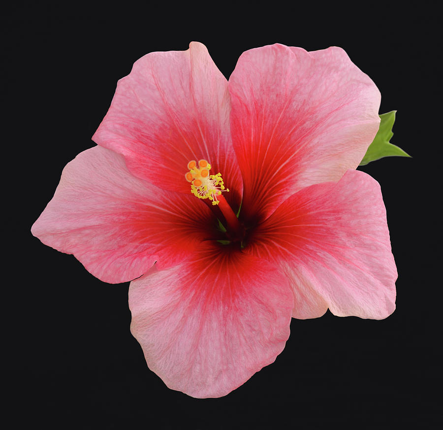 Single Hibiscus Flower On A Black Photograph by Rosemary Calvert