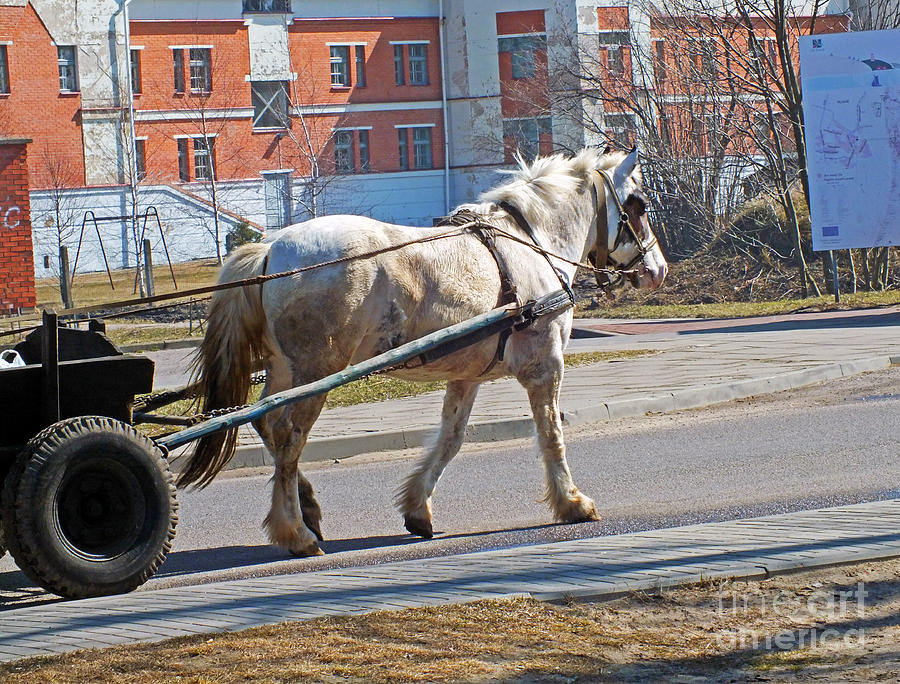 Transportation Photograph - Single Horse Power by Ausra Huntington nee Paulauskaite