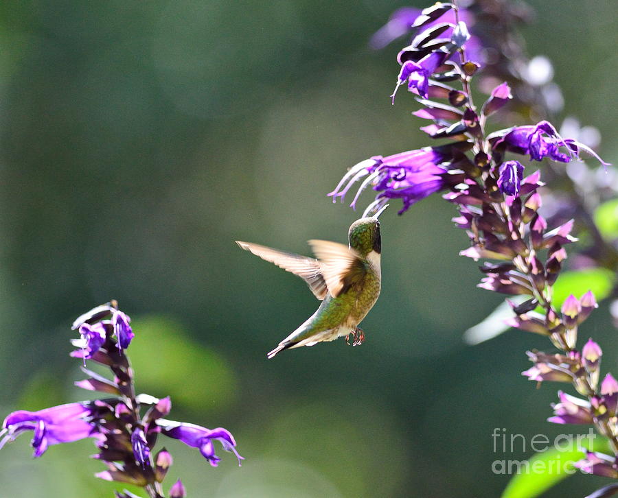 Single Hummingbird Gazes at Double Blooms Photograph by Wayne Nielsen