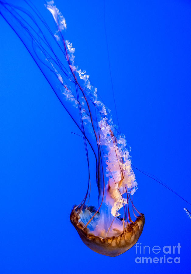 Single Jellyfish Photograph by Cheryl Baxter