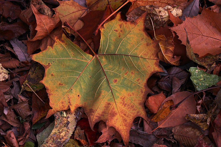 Single leaf Photograph by Becky Lodes | Fine Art America