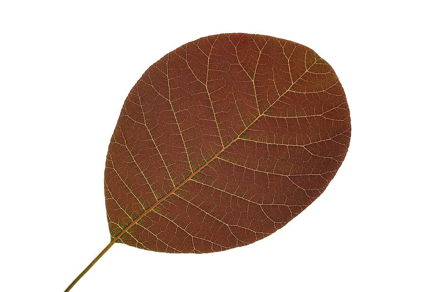 Single leaf close up Photograph by Marek Poplawski