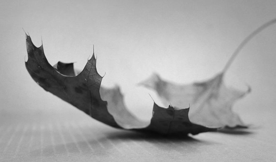 Black And White Photograph - Single Leaf in Black and White by Kelly Hazel