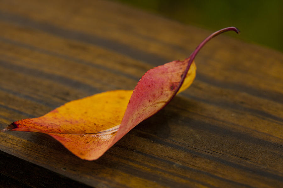 Fall Photograph - Single Leaf by Karol Livote
