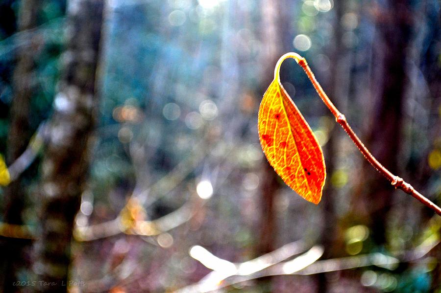 Single Leaf Photograph by Tara Potts