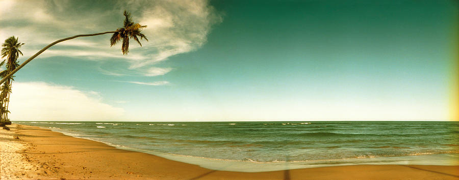 Nature Photograph - Single Leaning Palm Tree On The Beach by Panoramic Images