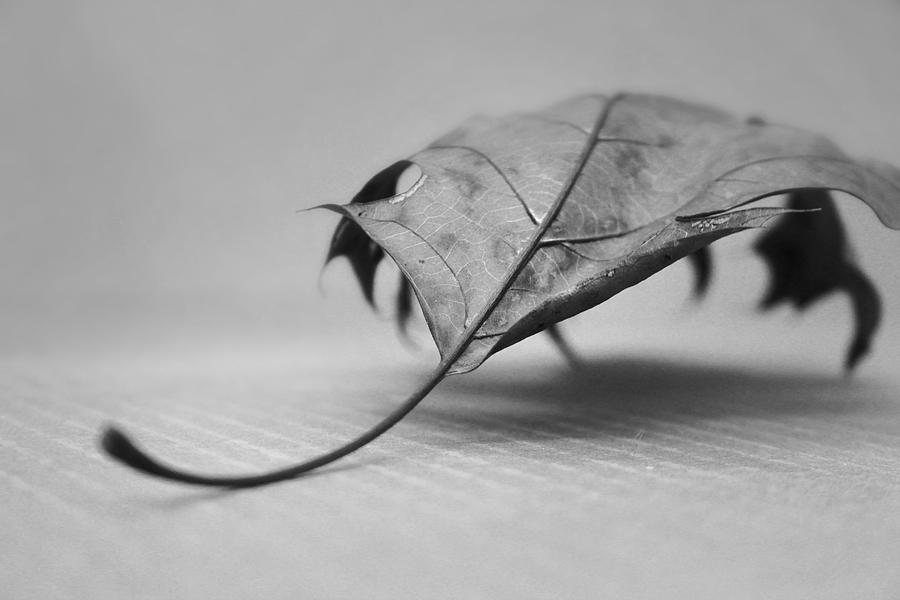 Single Leave in Black and White 2 Photograph by Kelly Hazel