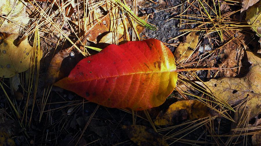 Single Leaf Photograph by Michael Saunders