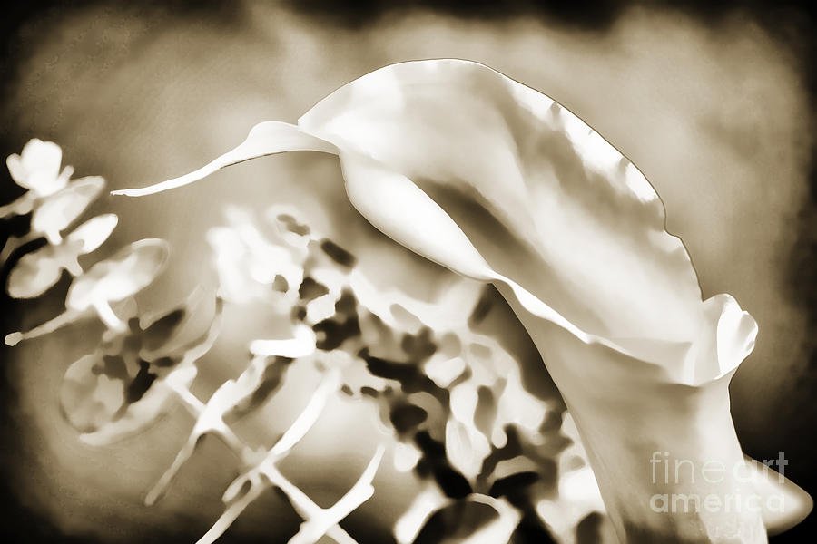 Single Lilly flower Painting in Sepia 3185.01 Photograph by M K Miller
