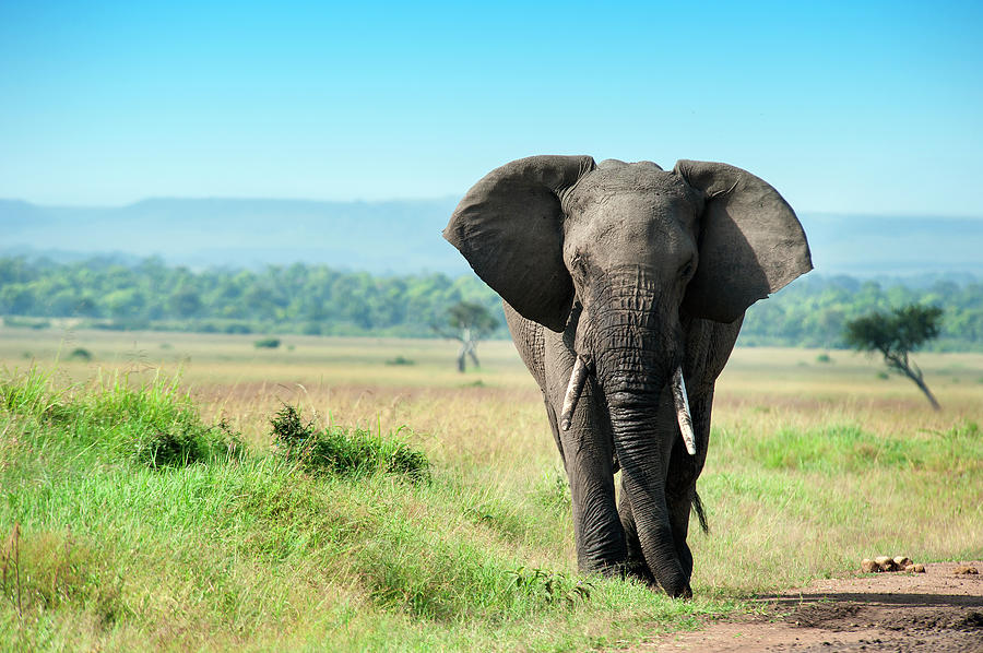 Animal Photograph - Single Male Elephant In The Masai Mara by Guenterguni