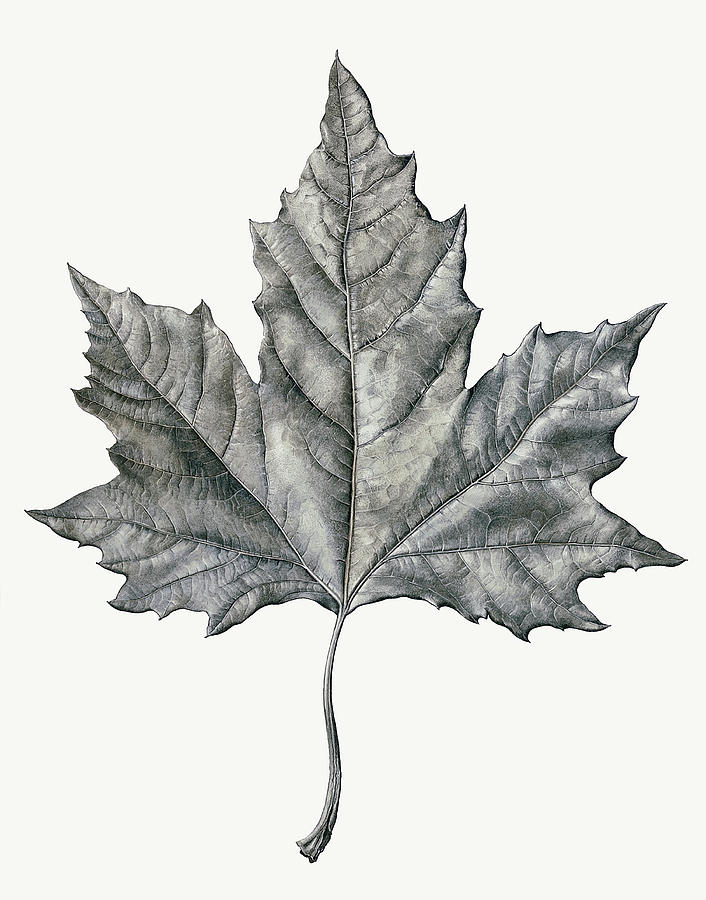Single Maple Leaf Photograph by Ikon Ikon Images
