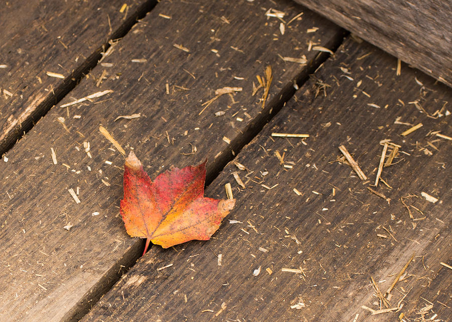 Nature Photograph - Single Maple Leaf by Photographic Arts And Design Studio