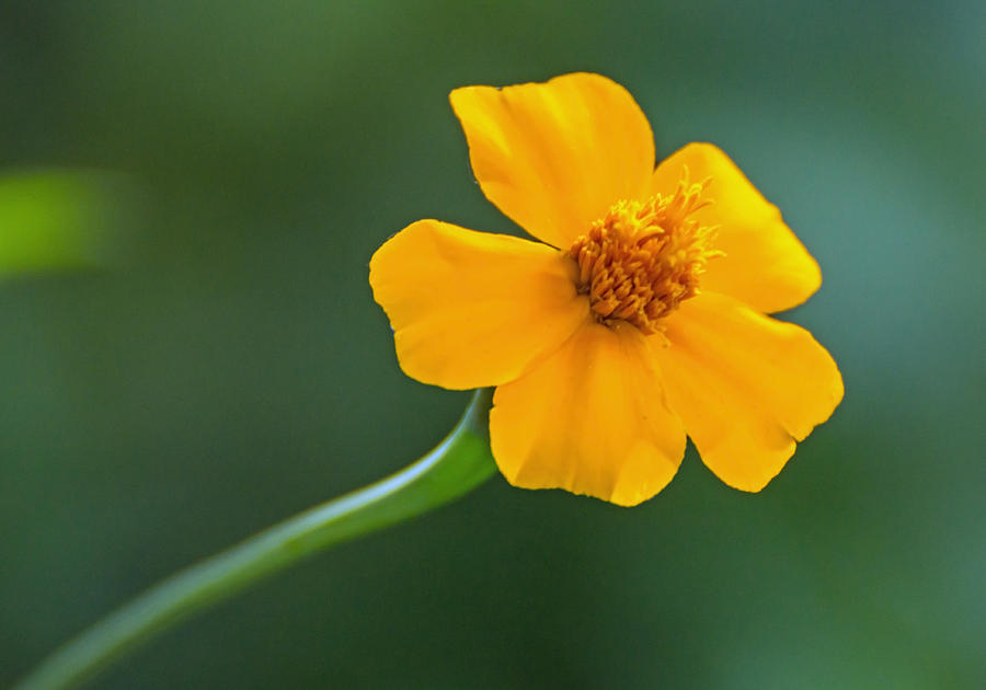 Single Marigold Photograph by Photographic Arts And Design Studio