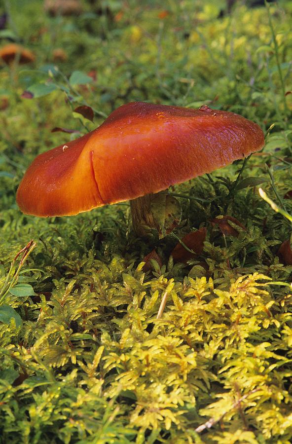 Mushroom Photograph - Single Mushroom by Bilderbuch