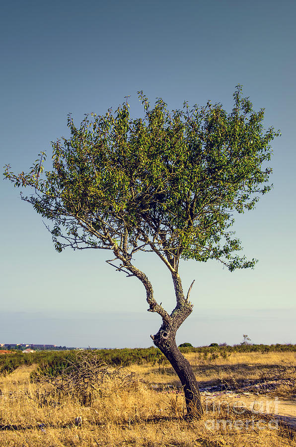 Nature Photograph - Single Olive Tree by Carlos Caetano
