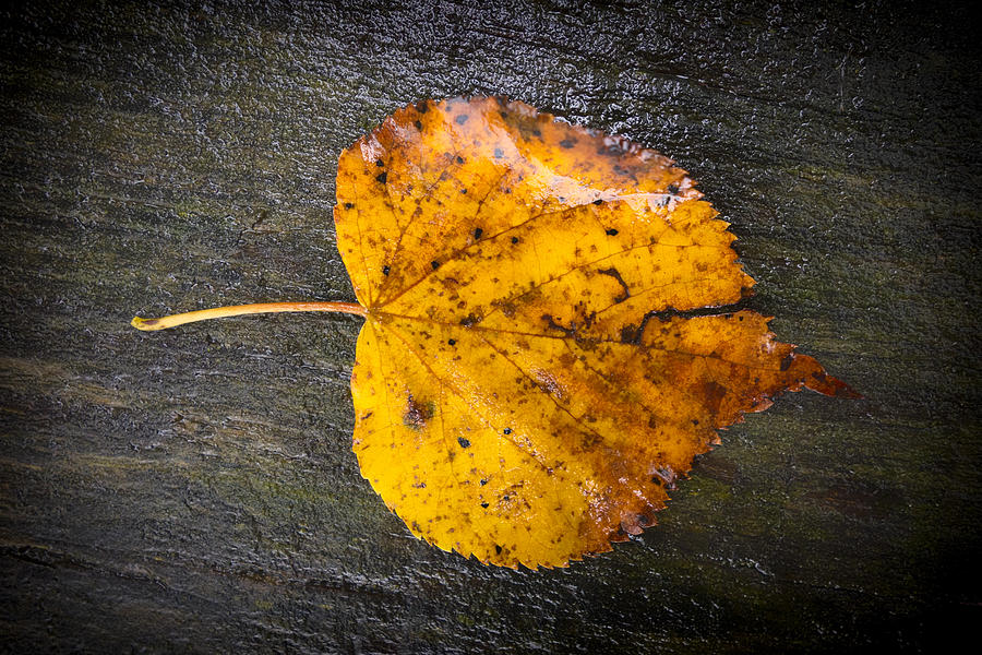Fall Photograph - Single orange and brown leaf in fall by Matthias Hauser