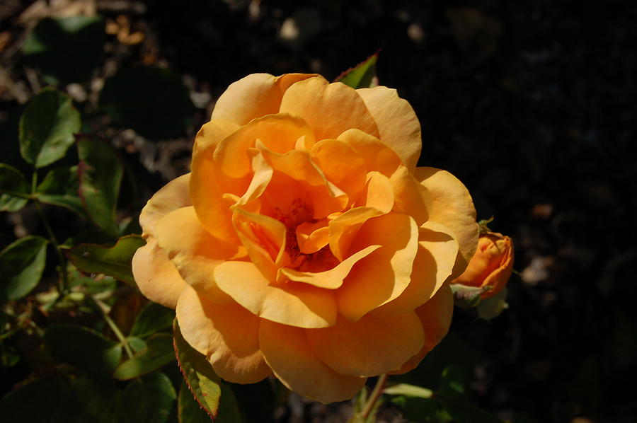 Single Orange Rose Photograph by Linda Brody