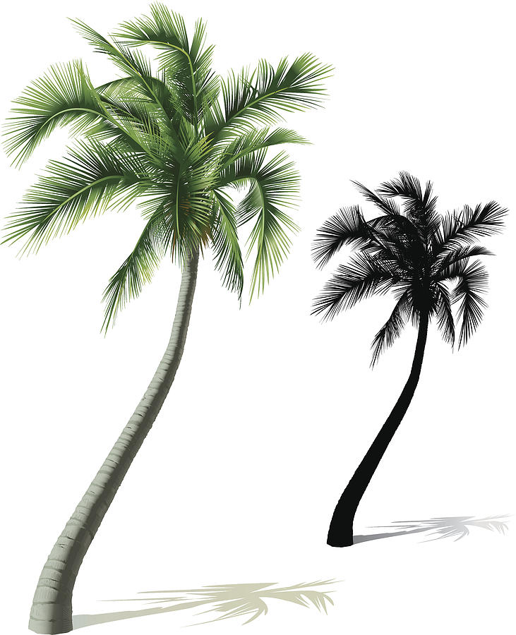 Single Palm Tree Drawing by AlexvandeHoef