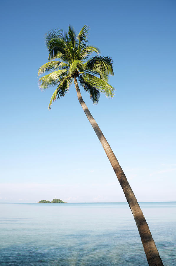 Single Palm Tree Tranquil Sea Island Photograph by Peskymonkey