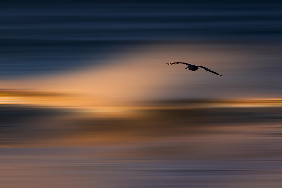 Single Pelican  73A1102 Photograph by David Orias