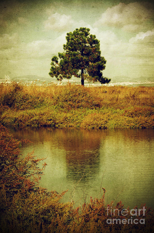 Nature Photograph - Single pine tree by Carlos Caetano