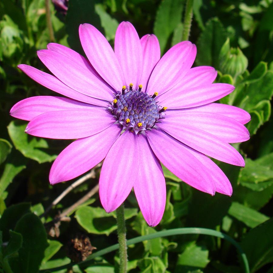 Single Pink African Daisy Against Green Foliage Photograph by Taiche Acrylic Art
