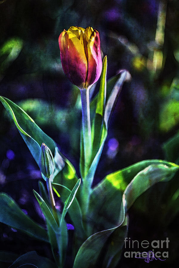 Single Pink and Yellow Tulip in Soulful Light Painting by Jani Bryson