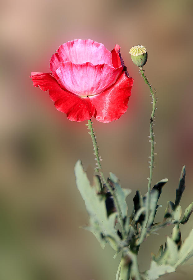 Nature Photograph - Single Pink Red Poppy by Linda Phelps