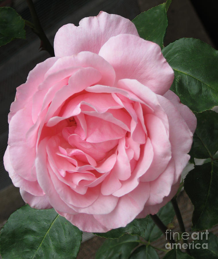Single Pink Rose Blossom Photograph by Ellen Miffitt