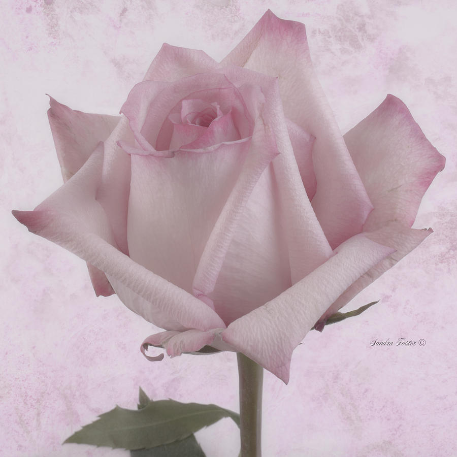 Single Pink Rose Blossom Photograph by Sandra Foster