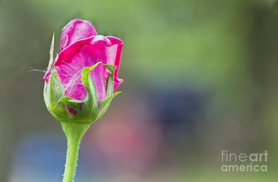 Single Pink Rose Bud Photograph by Ules Barnwell