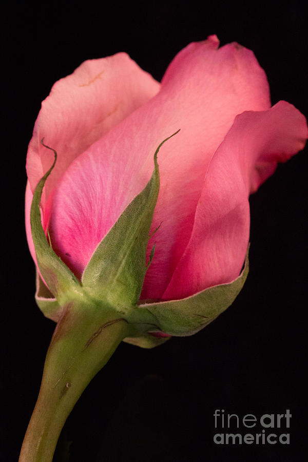 Single Pink Rose Photograph by Sandra Clark