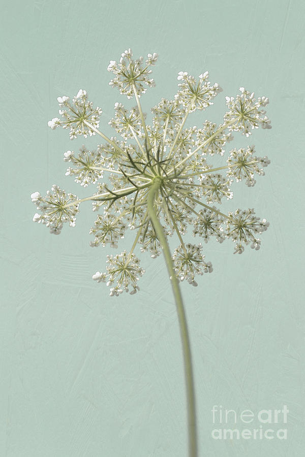 Single Queen Annes Lace Photograph by Lucid Mood