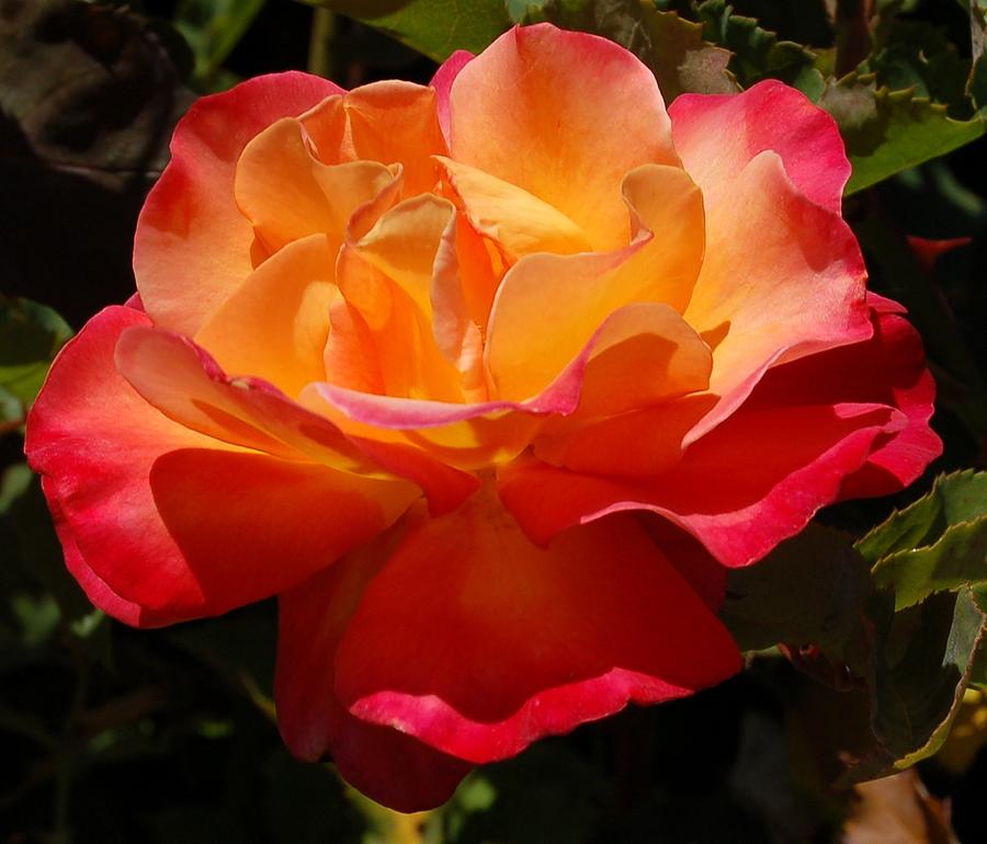 Single Red and Orange Rose Photograph by Linda Brody