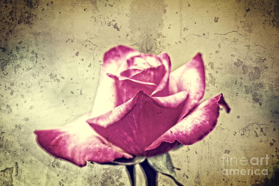 Single Red and White Rose with Vintage Concrete Background Photograph by Beverly Claire Kaiya