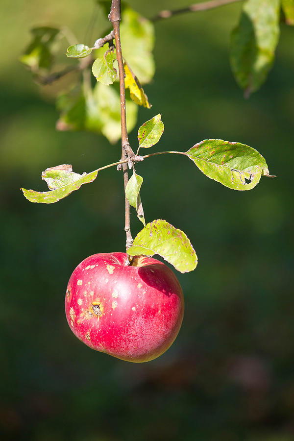 Single red apple on tree Photograph by Brch Photography
